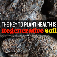 Ep. 158 | The Key To Plant Health is REGENERATIVE Soil