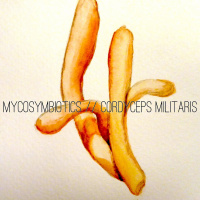 Episode 37 William Padilla Brown Talking MycoSymbiotics, Algae, Fungi, And More