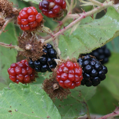 An Abundant Future With Matt Powers