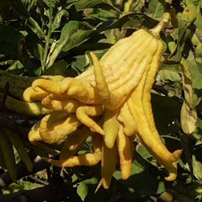 An Abundant Future With Matt Powers