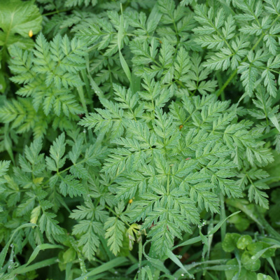 An Abundant Future With Matt Powers