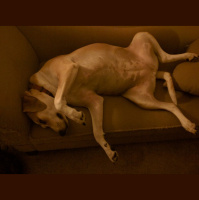 2016 Holiday Intelude