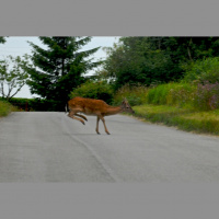 OSMDE020 Im IRC weiß niemand ob du ein Reh bist