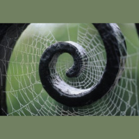 How Did The Spider Get Into The Palace? - Audio