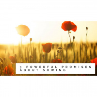 3 Powerful Promises About Sowing - Audio