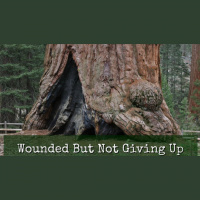 Wounded But Not Giving Up - Audio