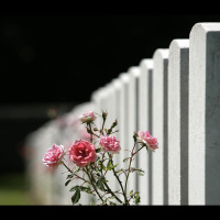 Government Under Pressure on Pensions for Service Widows