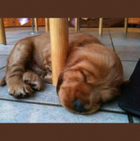 Picking up our dog today. Excited!