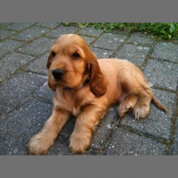 Home with our new dog, Pixel.