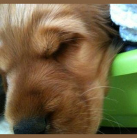 Learning to live with a dog