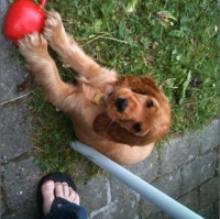 Thoughts on podcasting and Roadkill