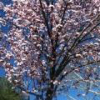 Cherry Blossoms by Alex Polzak