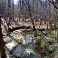 Let Nature Be Your Business Advisor!