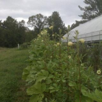 Okra and Social Media