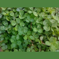 Find the Luck of the Irish