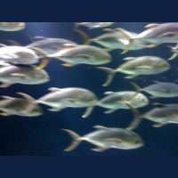 Day 3: Rapid CashFlow Secrets Telesummit 