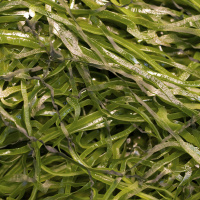 Sea Kelp And Emeryball