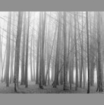 Dave Goodchilds Posts