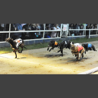 2014 William Hill Greyhound Derby - Quarter-Finals Preview
