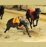 2014 William Hill Greyhound Derby - Third Round Preview