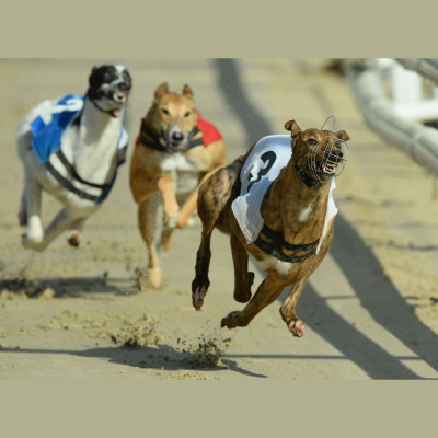 William Hill Greyhounds