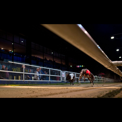William Hill Greyhounds