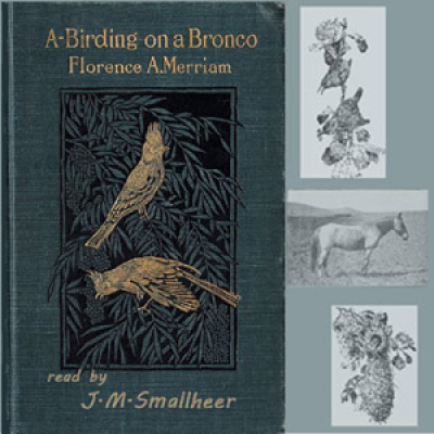 A-Birding on a Bronco by MERRIAM, Florence A.
