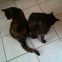 The Tuned Universe. The key of D-minor. Lick my love-pump.