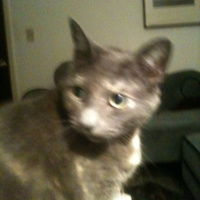 More thoughts on kitties