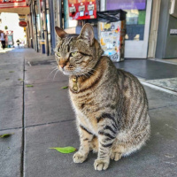 KitKat, the San Francisco kitty killed by a Waymo taxi, has a crypto meme coin
