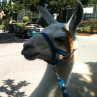 Thank you Dan and Jody for SF Apple event, the thousand autumns of jacob de zoet, à coté, coffee, peach pie ...