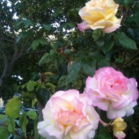 Henri Matisse, the medium is defined by the device, a leopard can’t change its spots