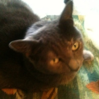 Tolstoy was wrong: Unhappy families are all alike also, cats are better than dogs