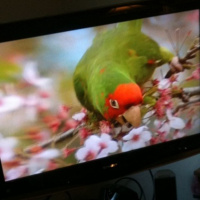 The Wild Parrots of Telegraph Hill