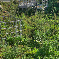 The White Butterfly Revisited