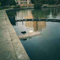 A happy duck tail, I mean, tale.