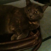 Where there is honey, there are bees old school analog synth studio, orig. 3 seconds b4 Maia smiled