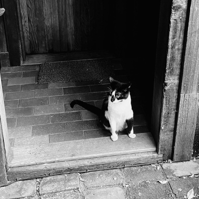 Knox Bronson ~ Riding The Wild Bubble