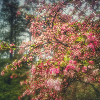 Knox Bronson ~ Riding The Wild Bubble