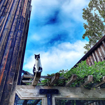 Knox Bronson ~ Riding The Wild Bubble