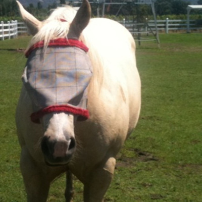 Knox Bronson ~ Riding The Wild Bubble