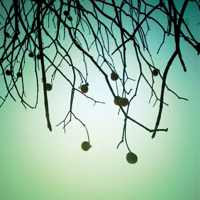 Knox Bronson ~ Riding The Wild Bubble