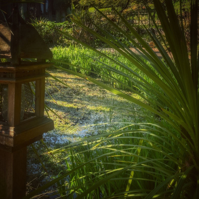 Knox Bronson ~ Riding The Wild Bubble