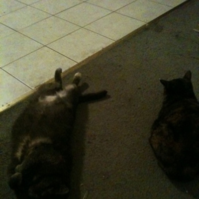 Knox Bronson ~ Riding The Wild Bubble