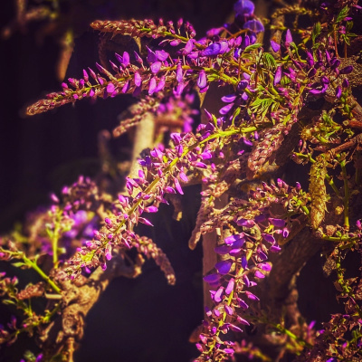 Knox Bronson ~ Riding The Wild Bubble