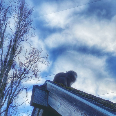 Knox Bronson ~ Riding The Wild Bubble