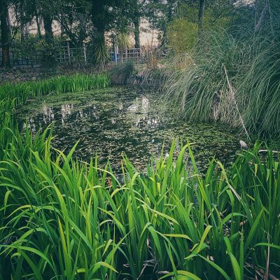 Knox Bronson ~ Riding The Wild Bubble