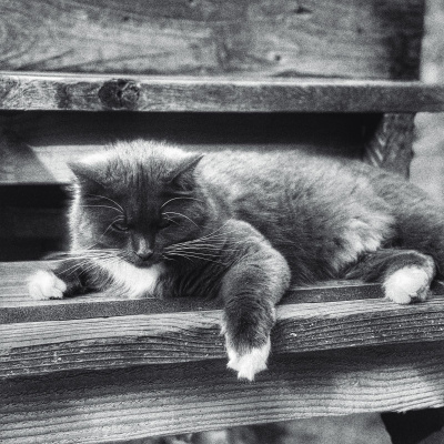 Knox Bronson ~ Riding The Wild Bubble