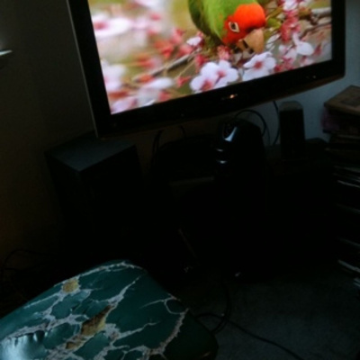 Knox Bronson ~ Riding The Wild Bubble