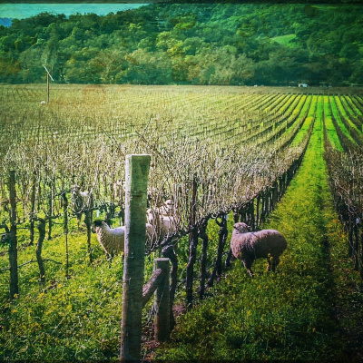 Knox Bronson ~ Riding The Wild Bubble